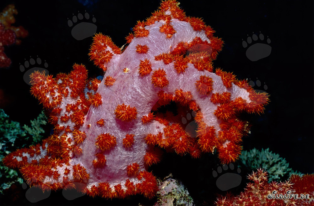 Faszinierende Weichkoralle im Beqa Lagoon Riff, Fiji