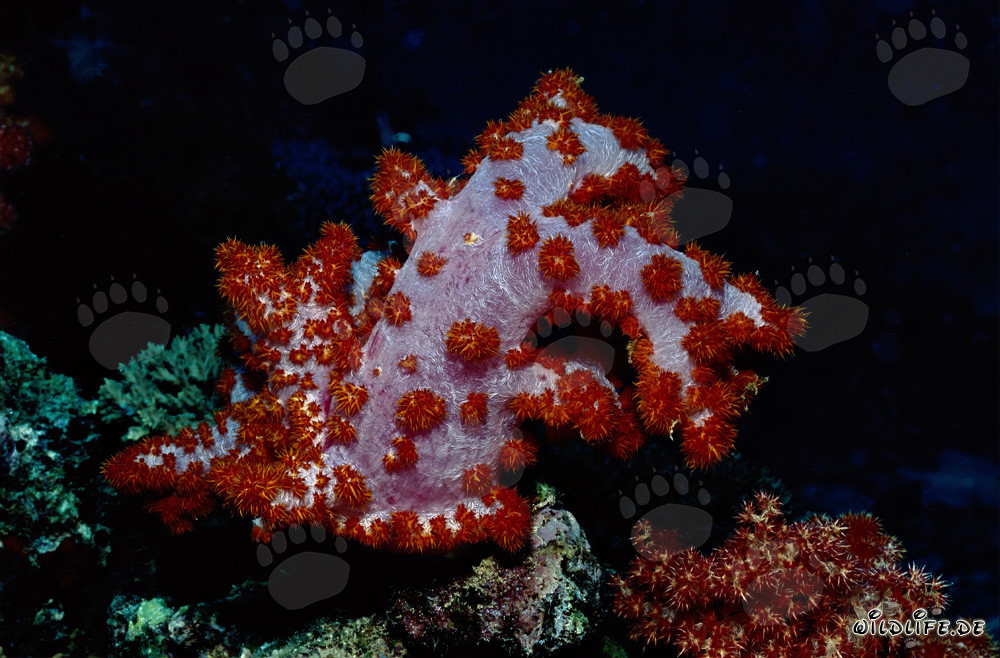 Colorful Soft Coral (Dendronephthya sp) in the Pacific