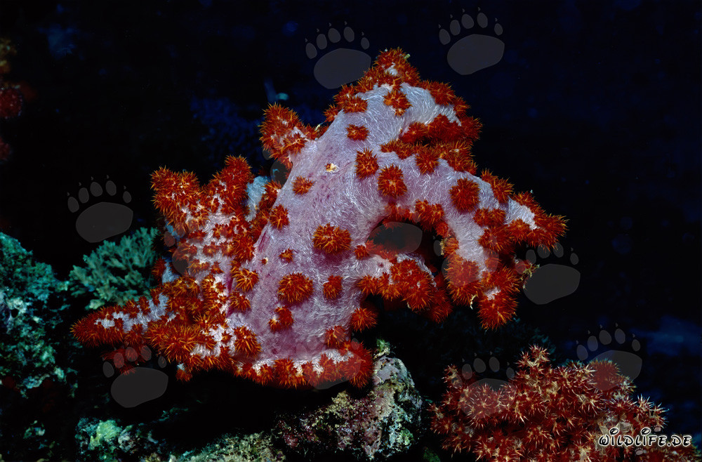 Corallo molle colorato (Dendronephthya sp) nel Pacifico