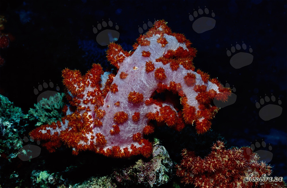 Farbenprächtige Weichkoralle (Dendronephthya sp) im Pazifik