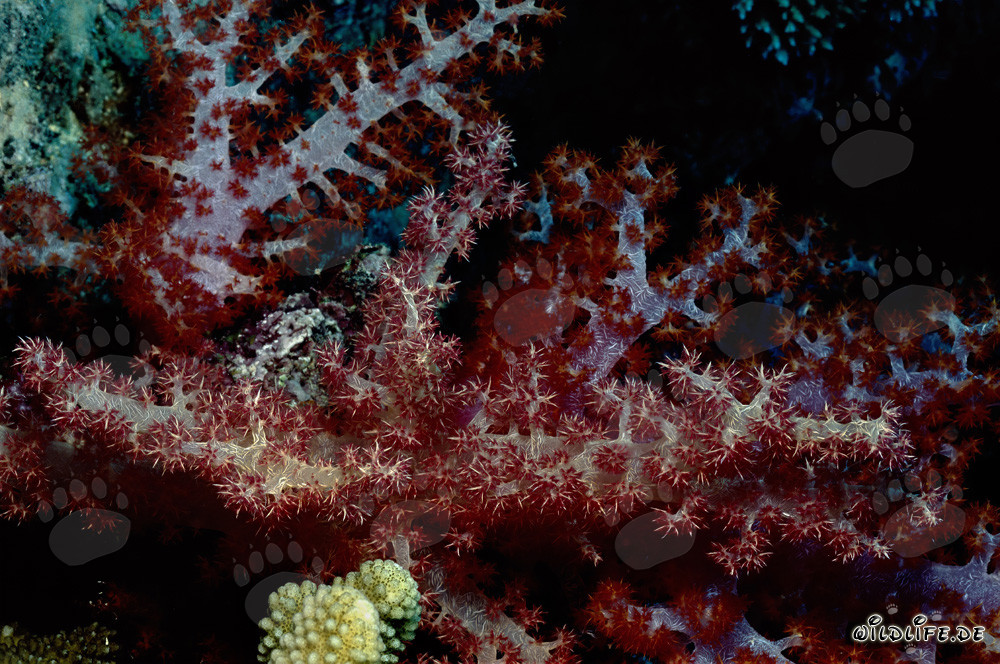 Fascinantes corales blandos de la especie Dendronephthya sp.