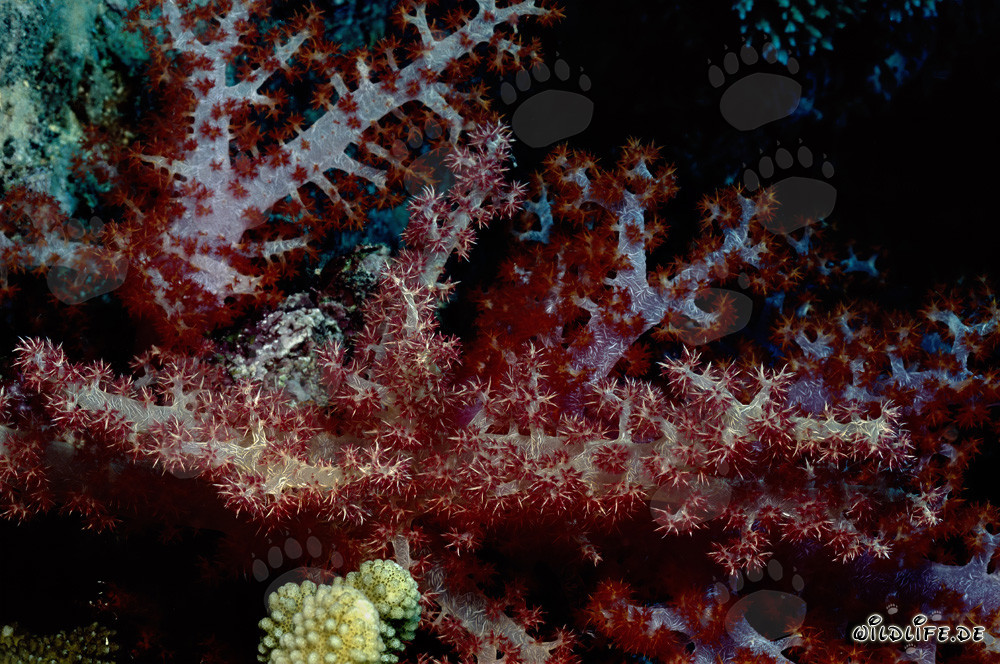 Faszinierende Weichkorallen der Dendronephthya sp. Art