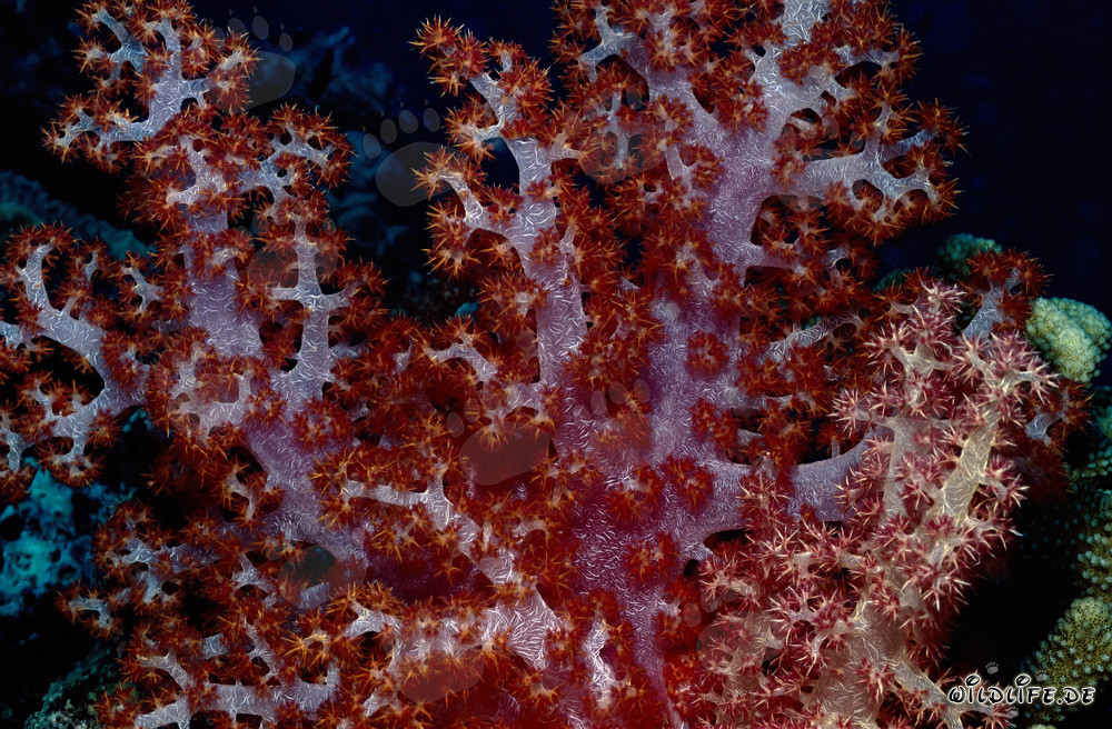 Corail mou translucide fascinant dans le Pacifique Sud