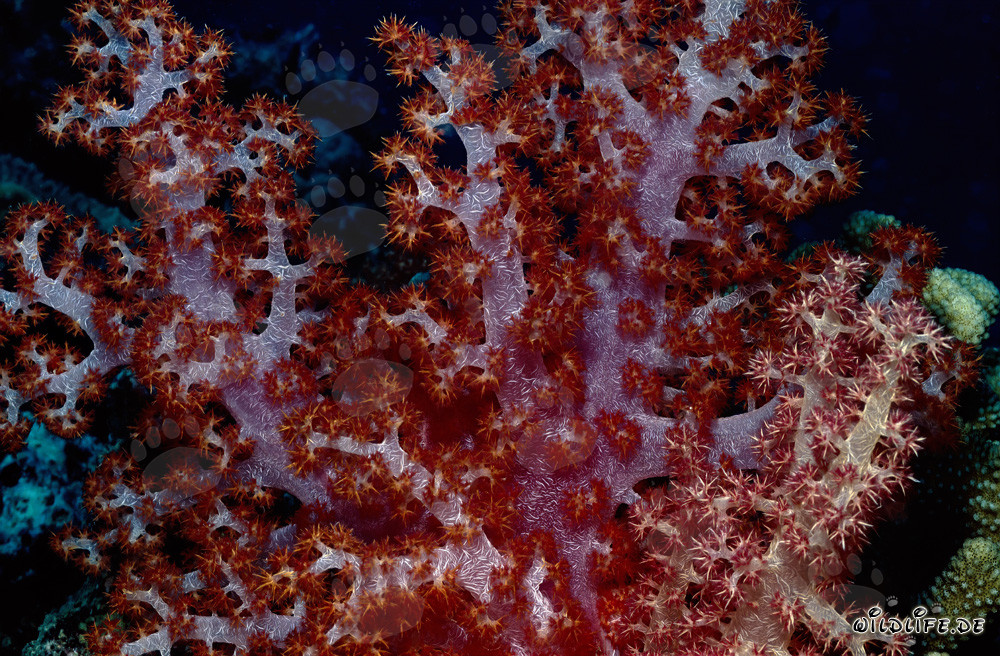 Affascinanti Coralli Molli Traslucenti nel Pacifico del Sud