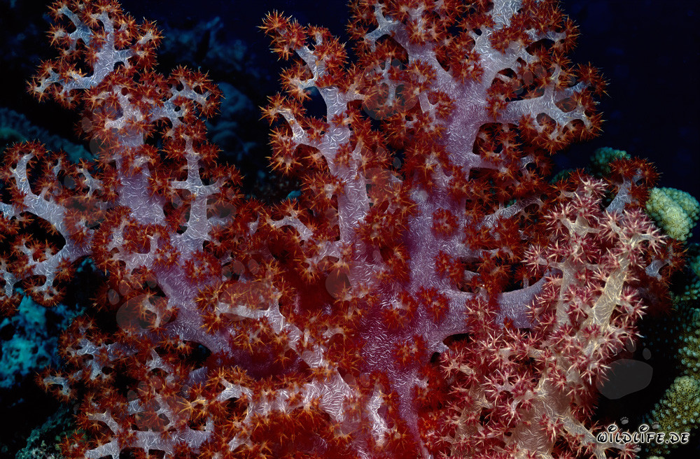 Fascinating Translucent Soft Corals in the South Pacific