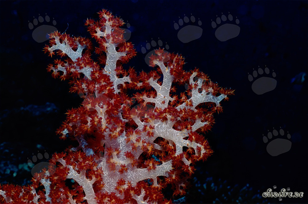 Farbenprächtige Weichkoralle (Dendronephthya sp) im Südpazifik