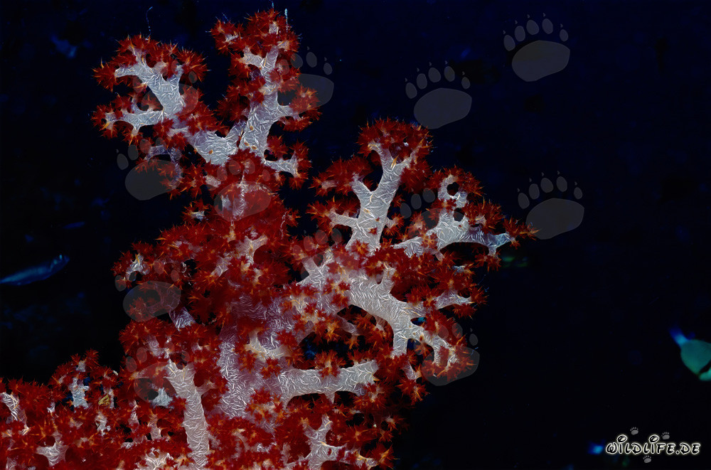Corail mou fascinant sur fond sombre