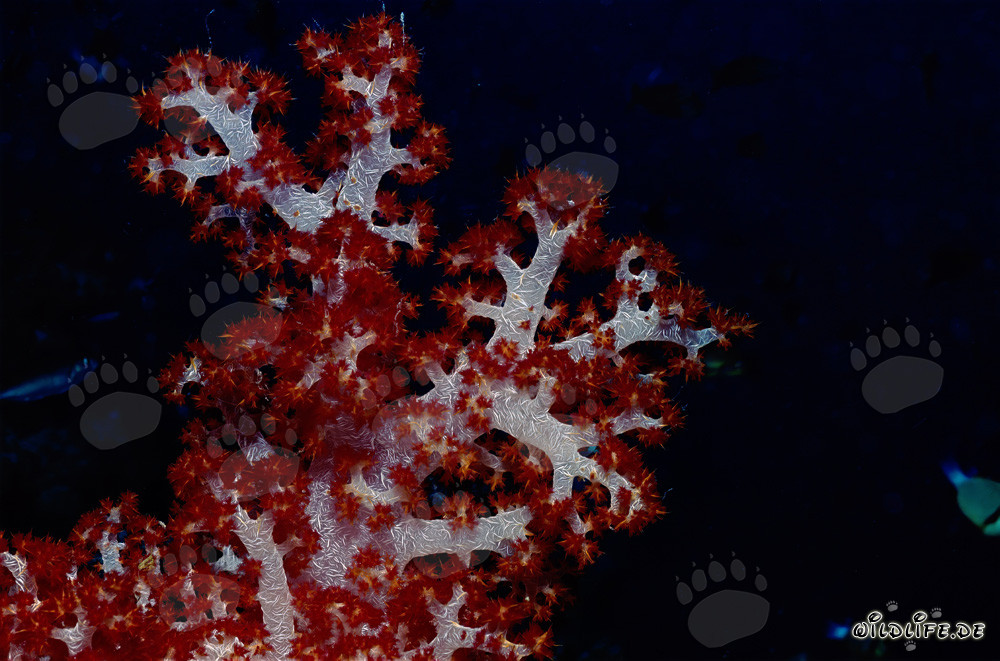 Coral blando fascinante sobre fondo oscuro
