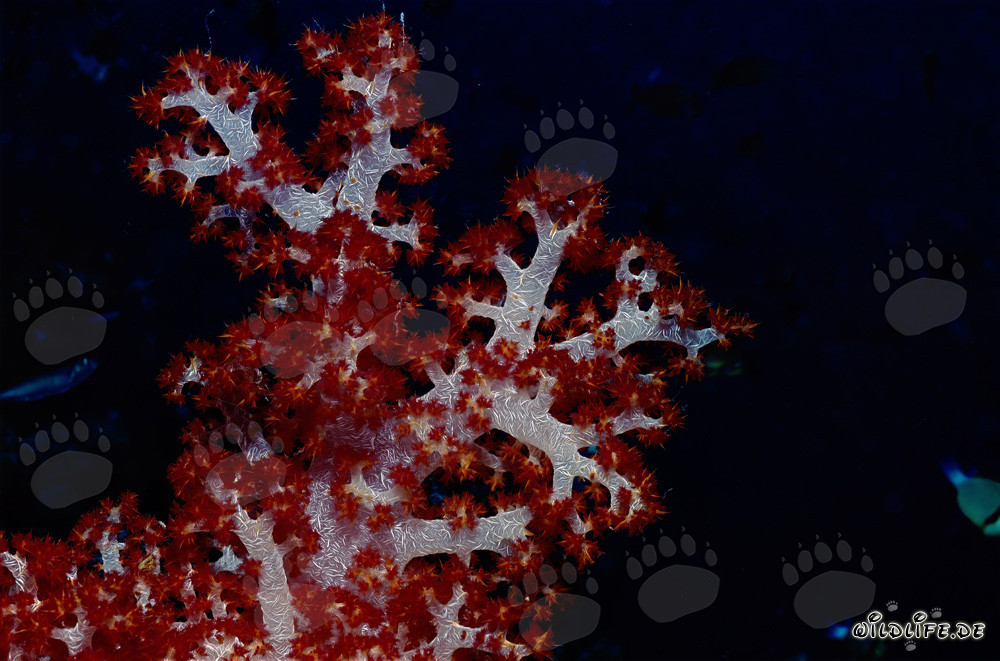 Fascinating Soft Coral Against Dark Background