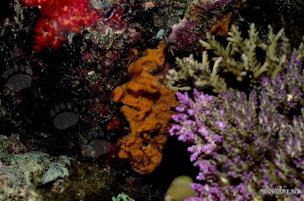 Corail mou et corail dur fascinants dans l'océan Pacifique