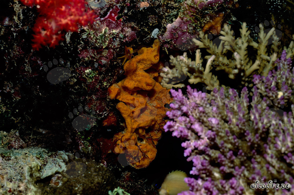 Fascinante coral blando y coral duro en el océano Pacífico
