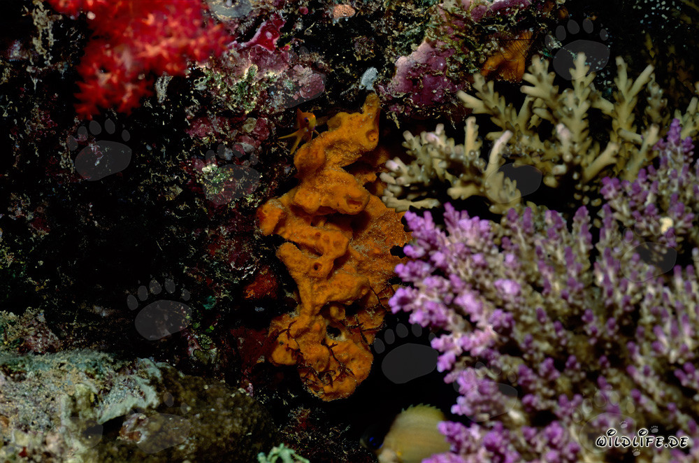 Affascinante corallo molle e corallo duro nell'oceano Pacifico