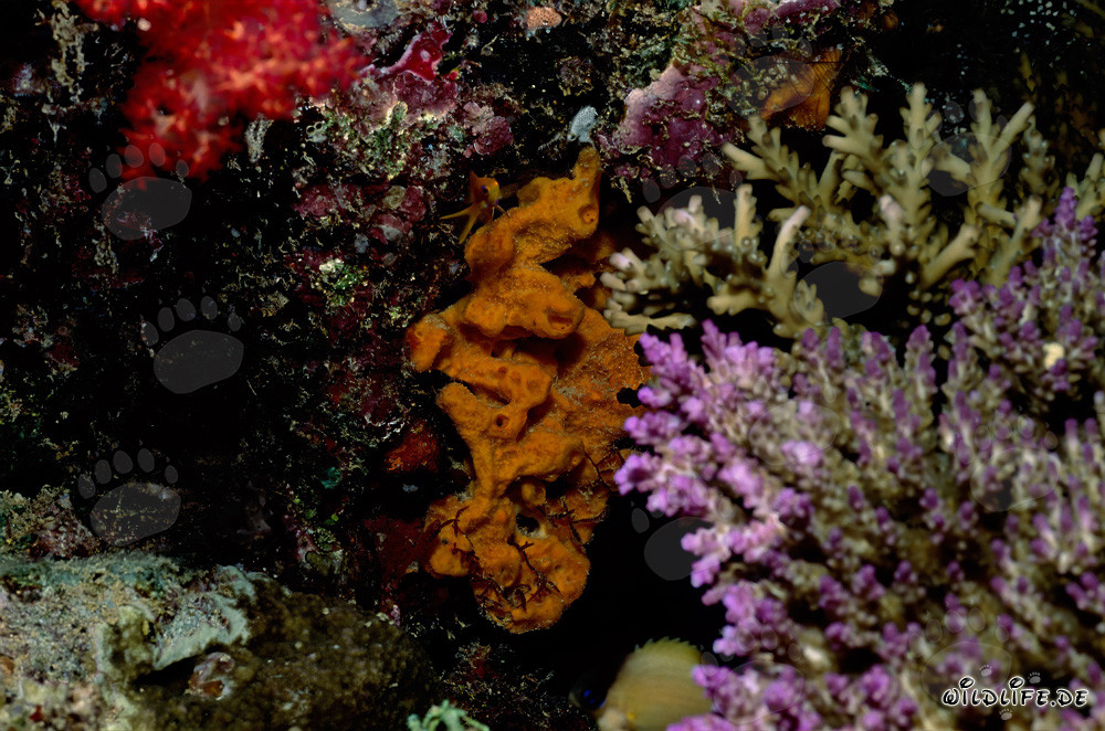Fascinating soft coral and impressive hard corals in the Pacific Ocean
