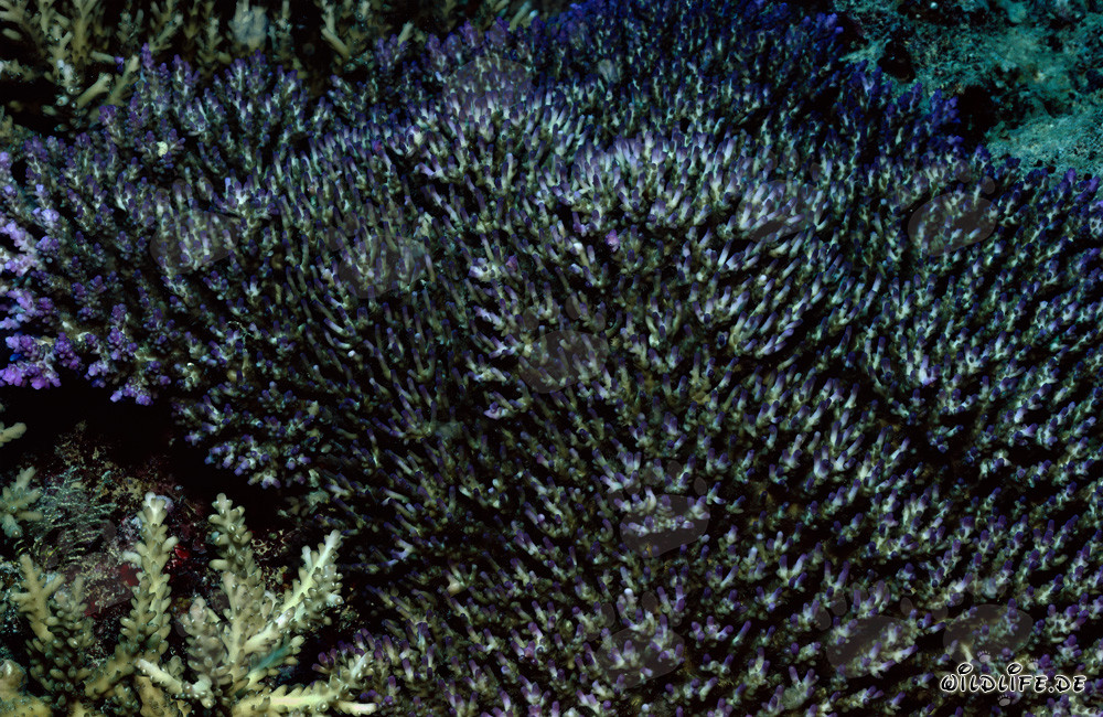 Affascinante mondo sottomarino al largo della costa delle Figi