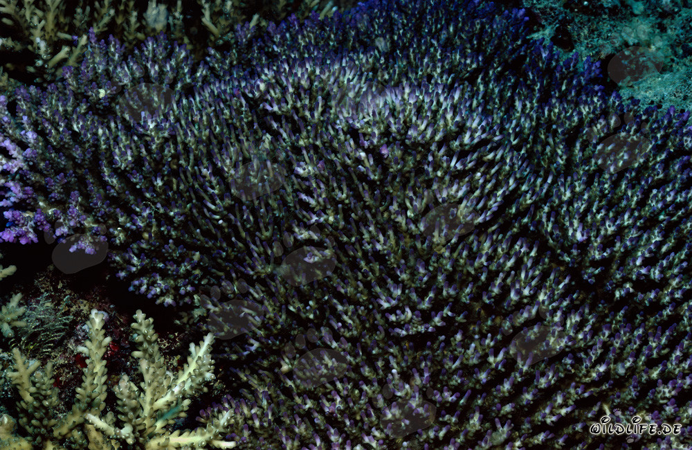 Fascinante mundo submarino frente a la costa de Fiji