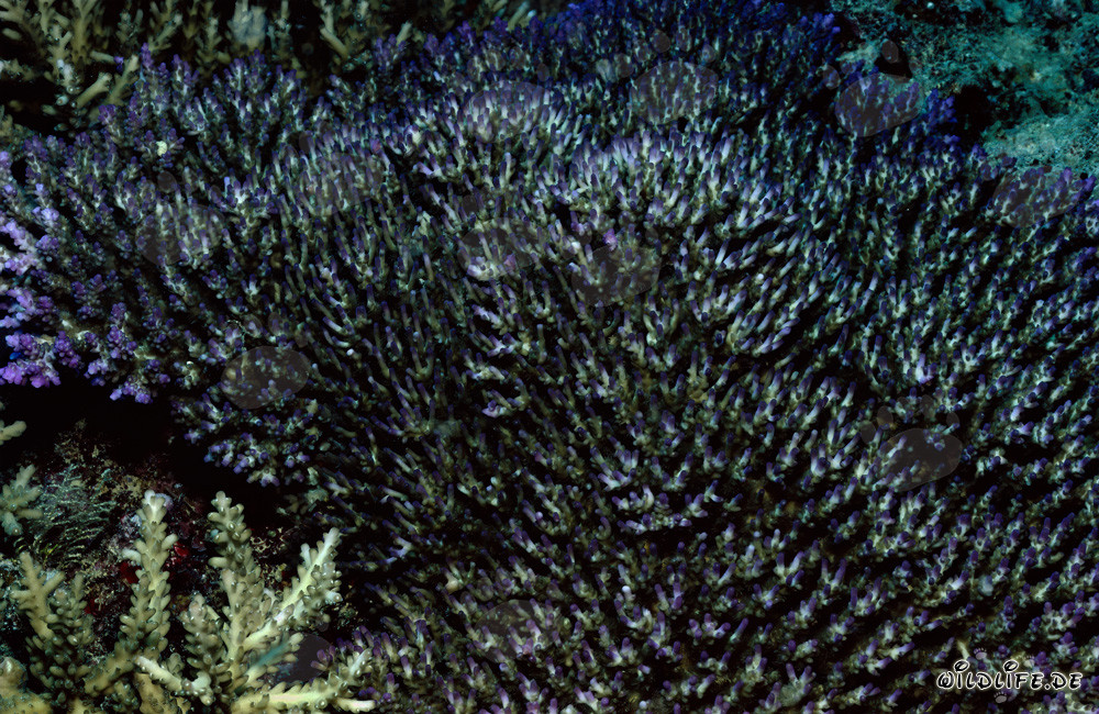 Fascinating Underwater World off the Coast of Fiji