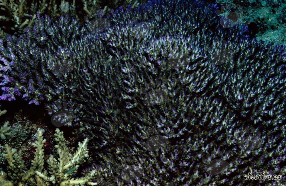 Faszinierende Unterwasserwelt vor der Küste Fijis