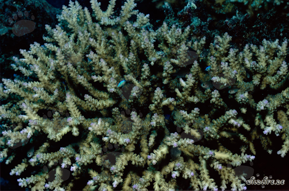 Farbenprächtige Steinkorallen in einem atemberaubenden Riff der Beqa Lagune auf Viti Levu, Fiji