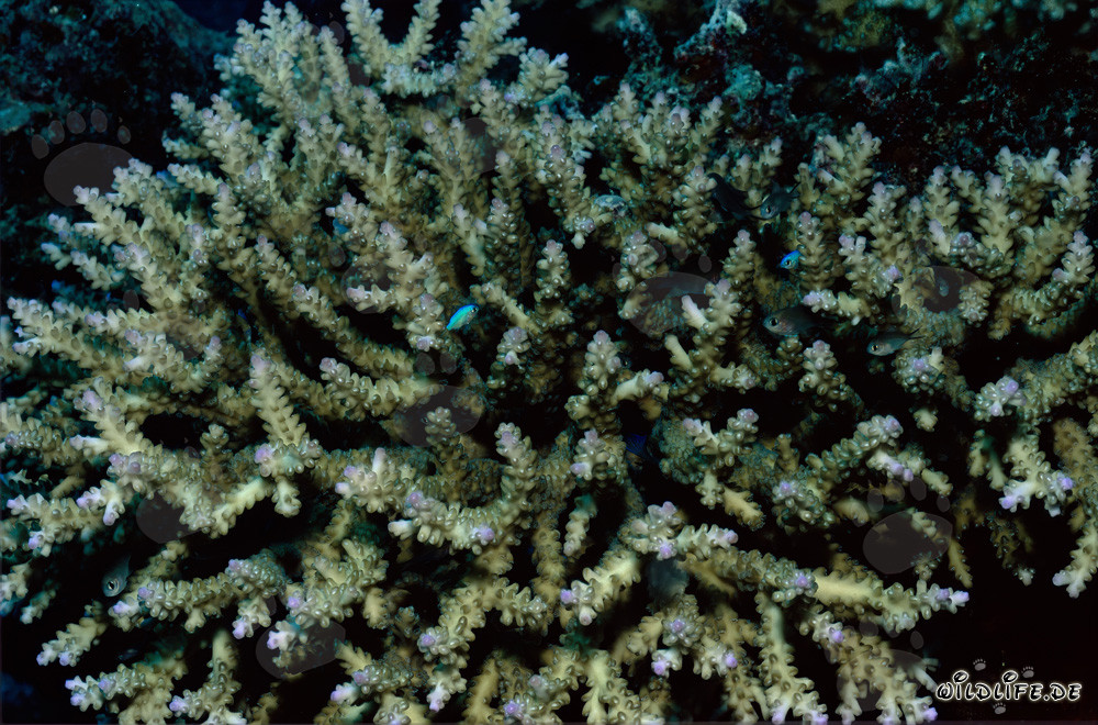Colorful Stony Corals in a Stunning Reef of Beqa Lagoon on Viti Levu, Fiji