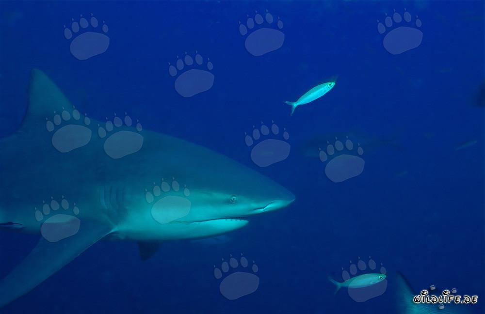 Bull Shark - Fascinating portrait of an imposing ocean predator