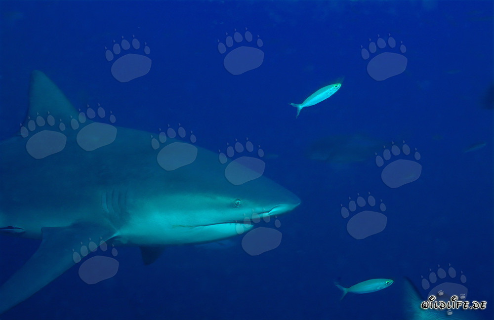 Requin taureau - Portrait fascinant d'un redoutable prédateur des mers