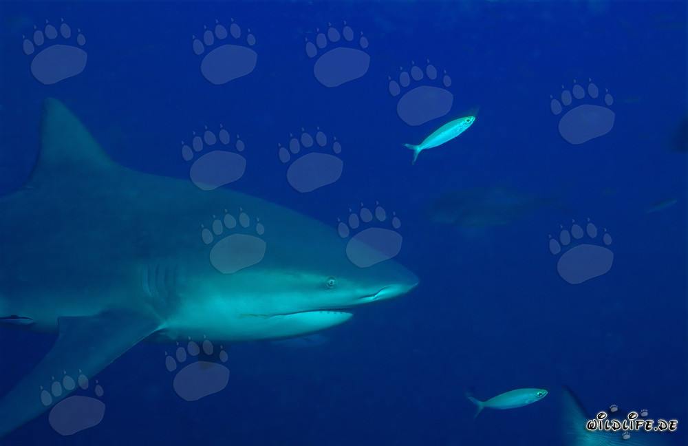 Squalo toro - Ritratto affascinante di un imponente predatore marino