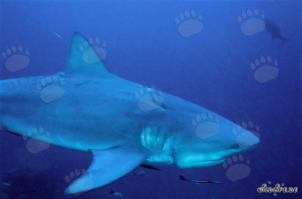 Bull shark with severe longline injury in Shark Reef Beqa Lagoon, Fiji