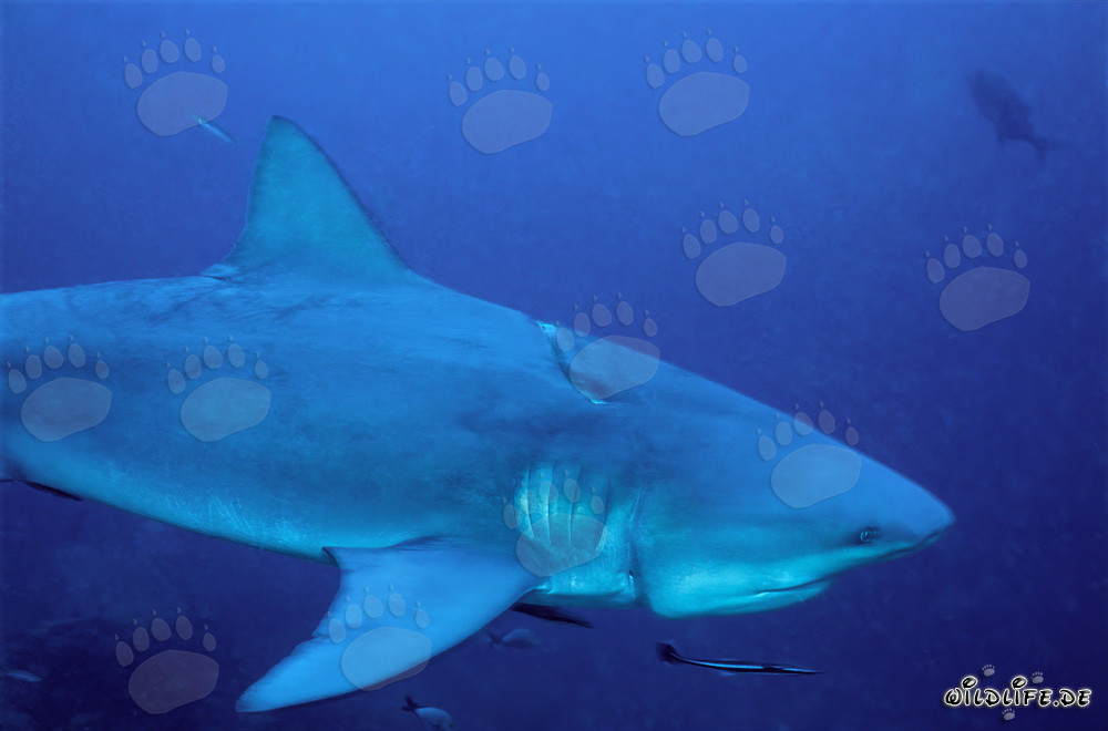 Bullenhai mit schwerer longline Verletzung im Shark Reef Beqa Lagoon, Fidschi