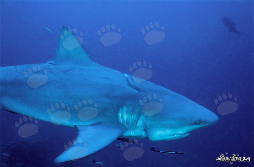 Requin-bouledogue avec une grave blessure de ligne de pêche au Shark Reef Beqa Lagoon, Fidji