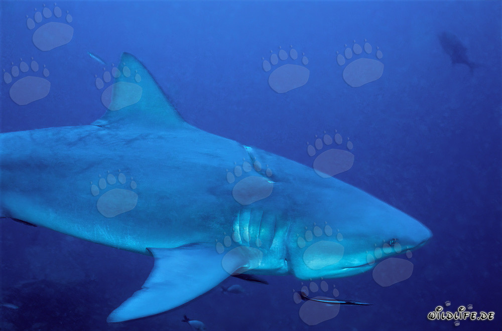 Squalo toro con grave ferita da palangaro a Shark Reef Beqa Lagoon, Figi