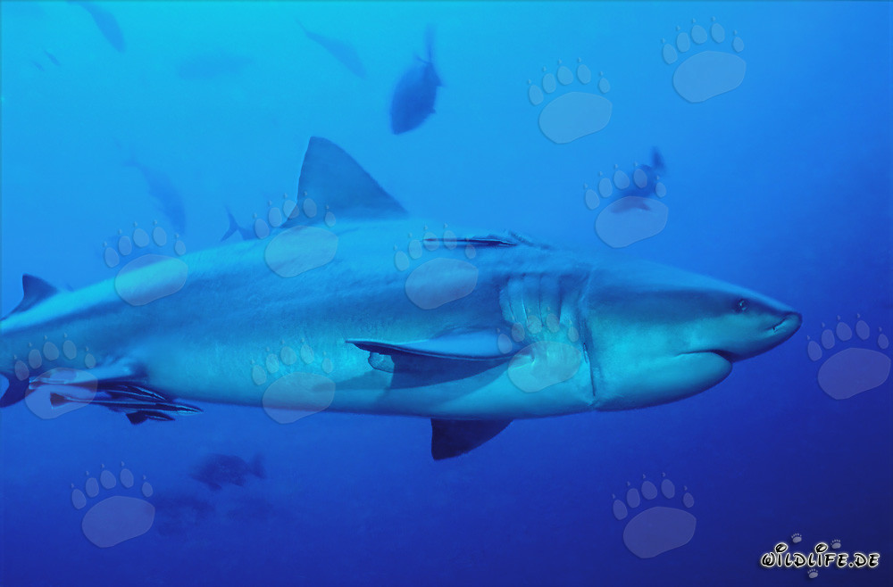 Injured Bull Shark with Longline Injury in Beqa Lagoon, Fiji