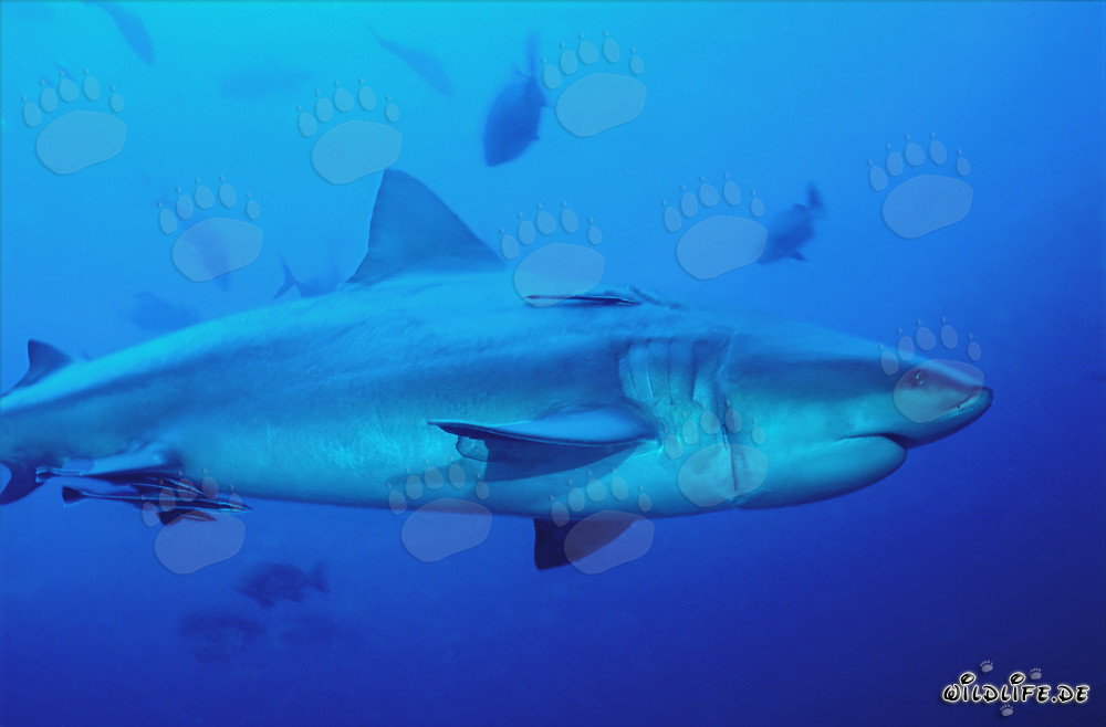 Requin taureau blessé par une ligne de pêche à la lagune de Beqa, Fidji