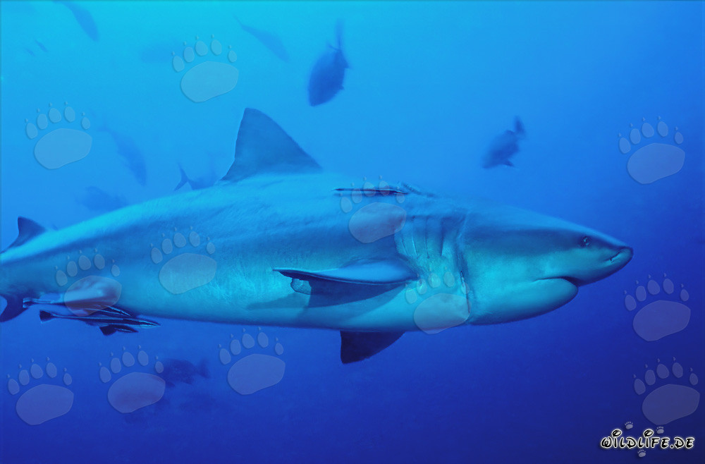 Tiburón toro herido por un daño de palangre en la laguna de Beqa, Fiyi