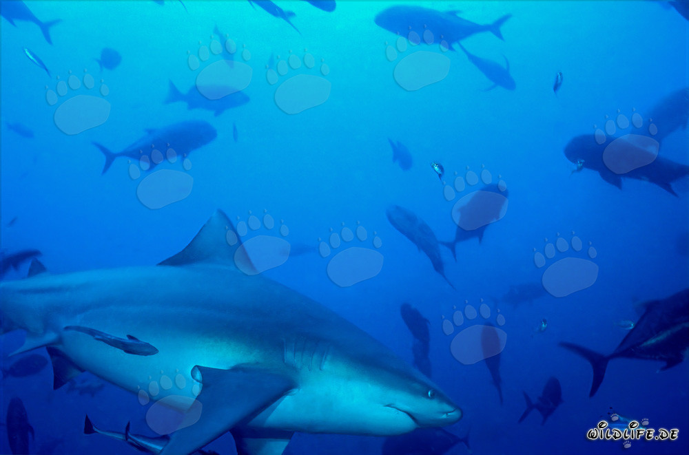 Bull Shark and Giant Trevallys at Shark Reef in Beqa Lagoon, Fiji