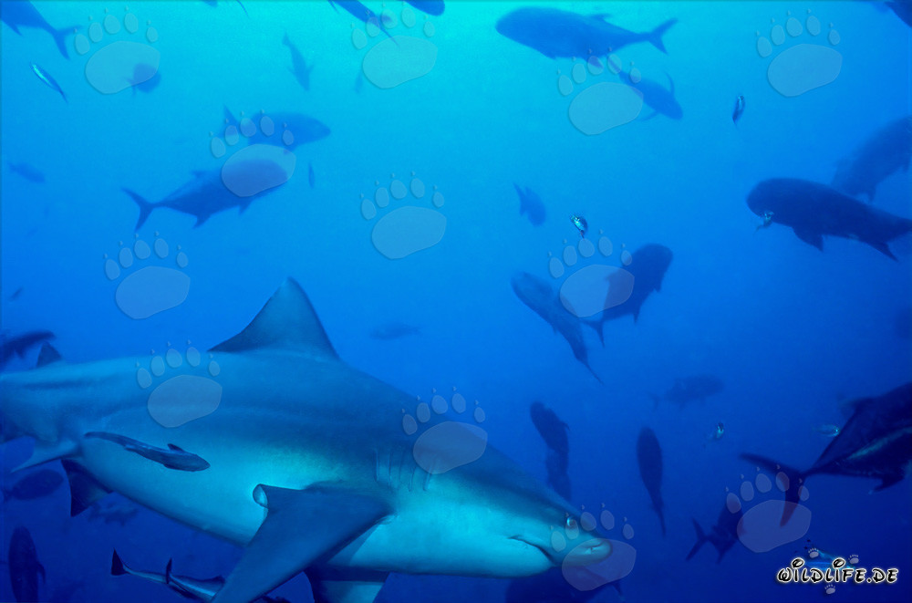 Bullenhai und Dickkopf-Makrelen vor Shark Reef in Beqa Lagoon, Fiji