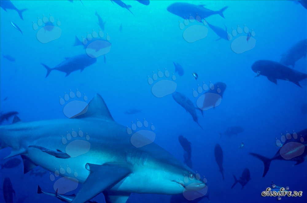 Requin taureau et carangues à tête de mule devant le récif Shark dans le lagon de Beqa, Fidji