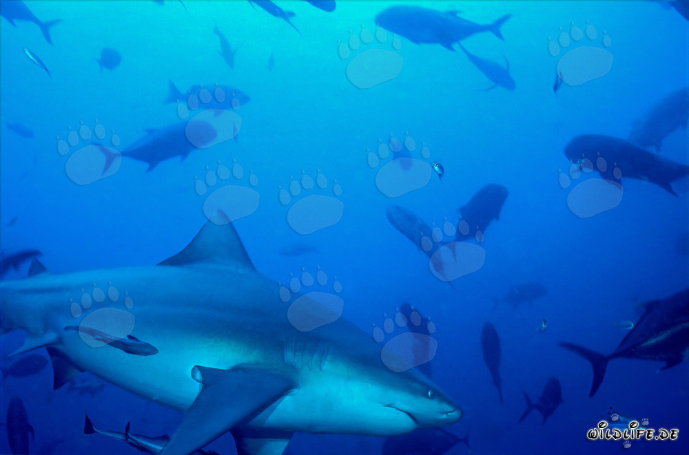 Squalo toro e sgombri a testa di mulo davanti allo Shark Reef nel lago di Beqa, Figi