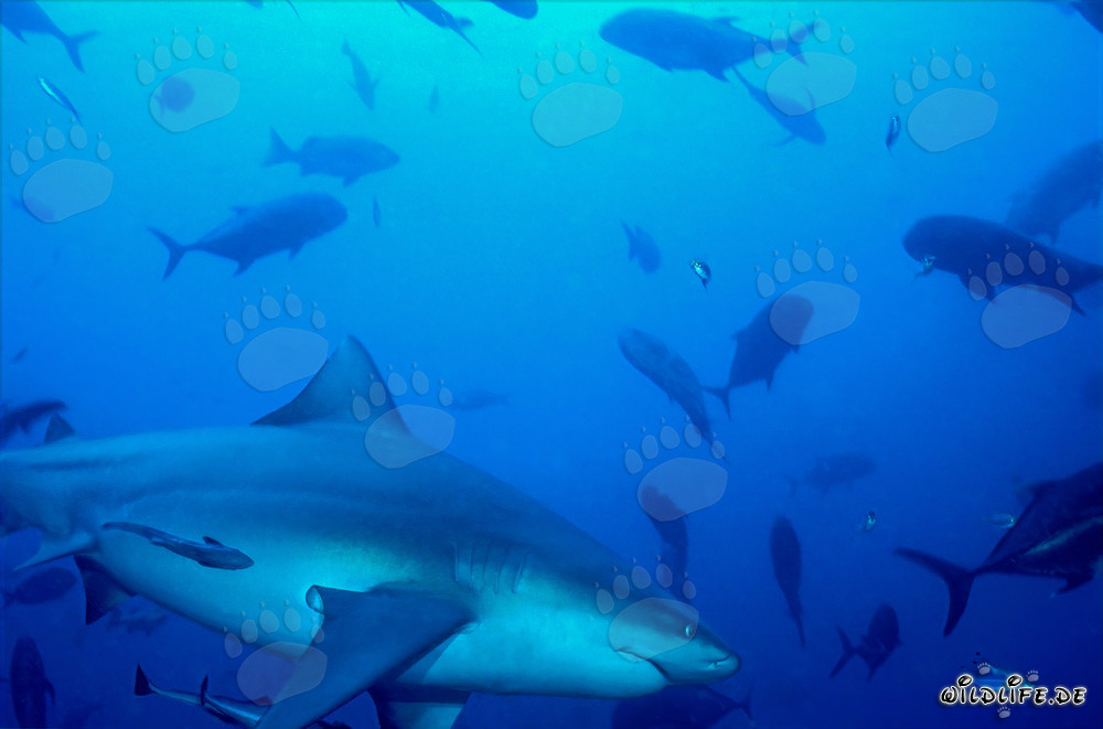 Tiburón toro y jureles de cabeza de mula frente al Shark Reef en la laguna de Beqa, Fiji
