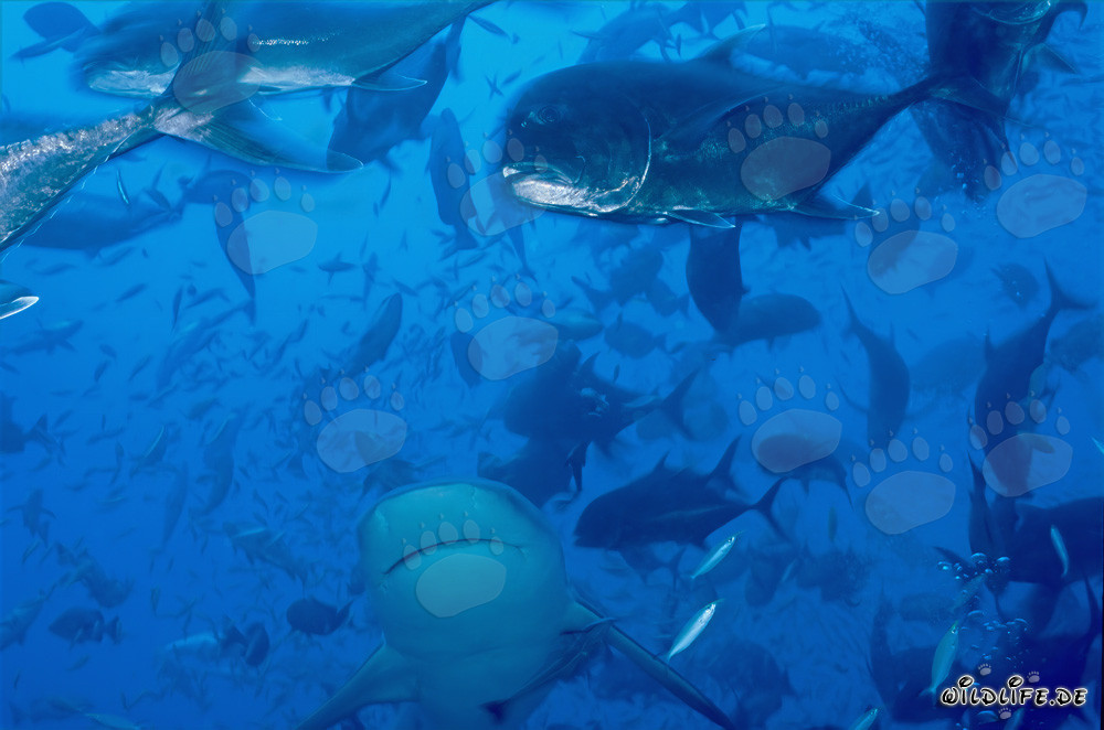 Bullenhai und Giant trevally - Majestätische Unterwasserwelt