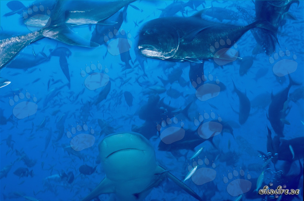 Squalo toro e carango gigante - Maestoso mondo sottomarino