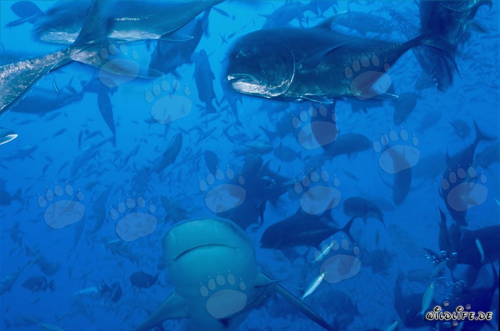 Tiburón toro y carángido gigante - Majestuoso mundo submarino