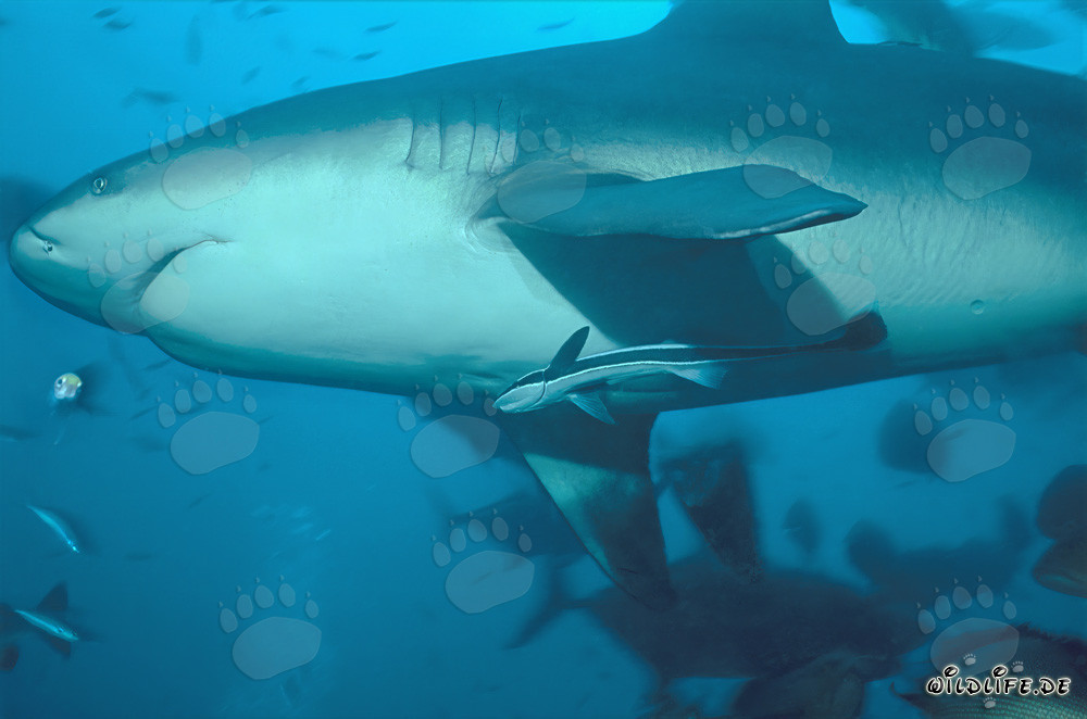 Impressive Bull Shark - Fascinating View from Below