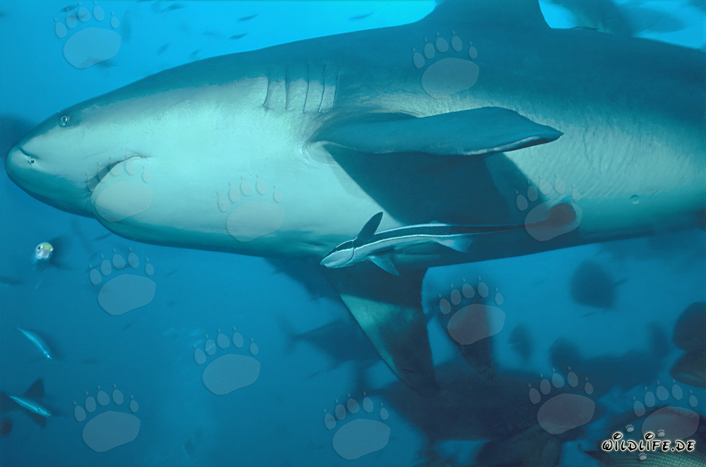 Requin taureau imposant - Vue fascinante des profondeurs