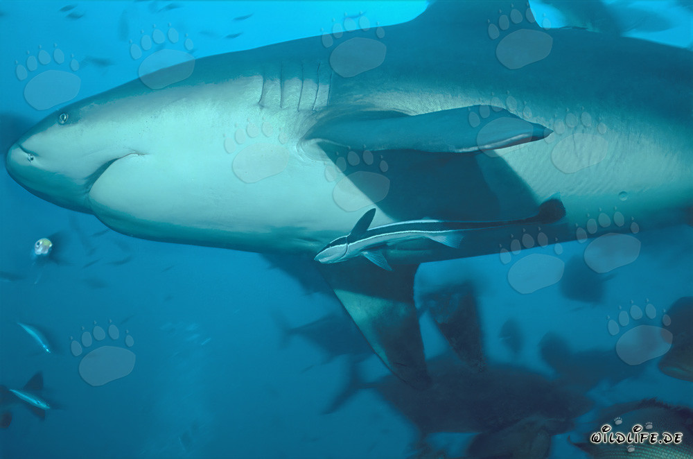 Imponente squalo toro - Visione affascinante dalle profondità