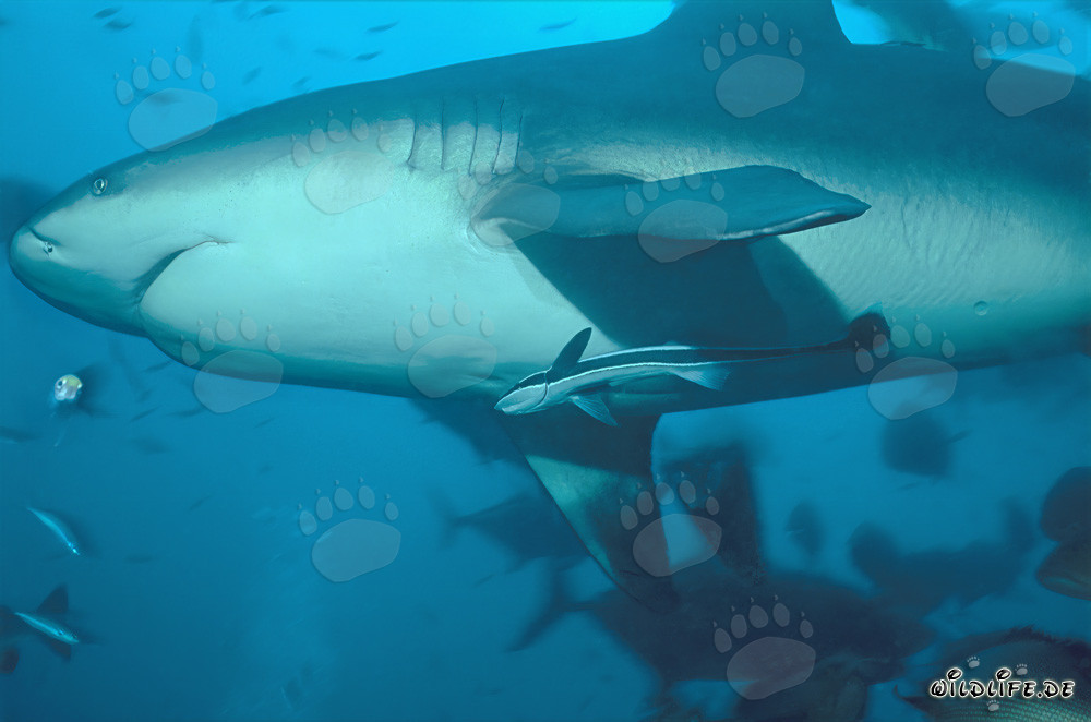 Impresionante tiburón toro - Fascinante visión desde las profundidades