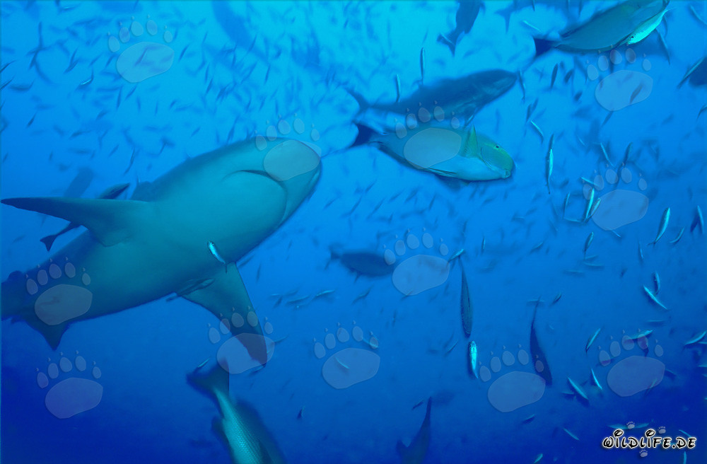 Bullenhai von unten in der Beqa Lagune, Fiji