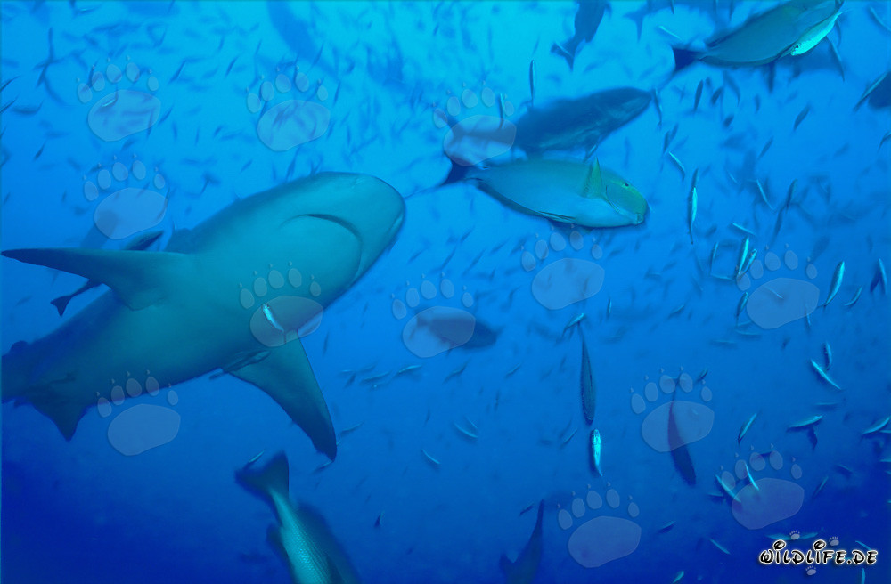 Requin taureau vu de dessous dans le lagon de Beqa, Fidji