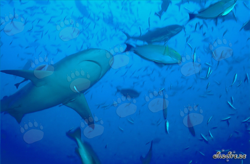 Tiburón toro visto desde abajo en la laguna de Beqa, Fiji