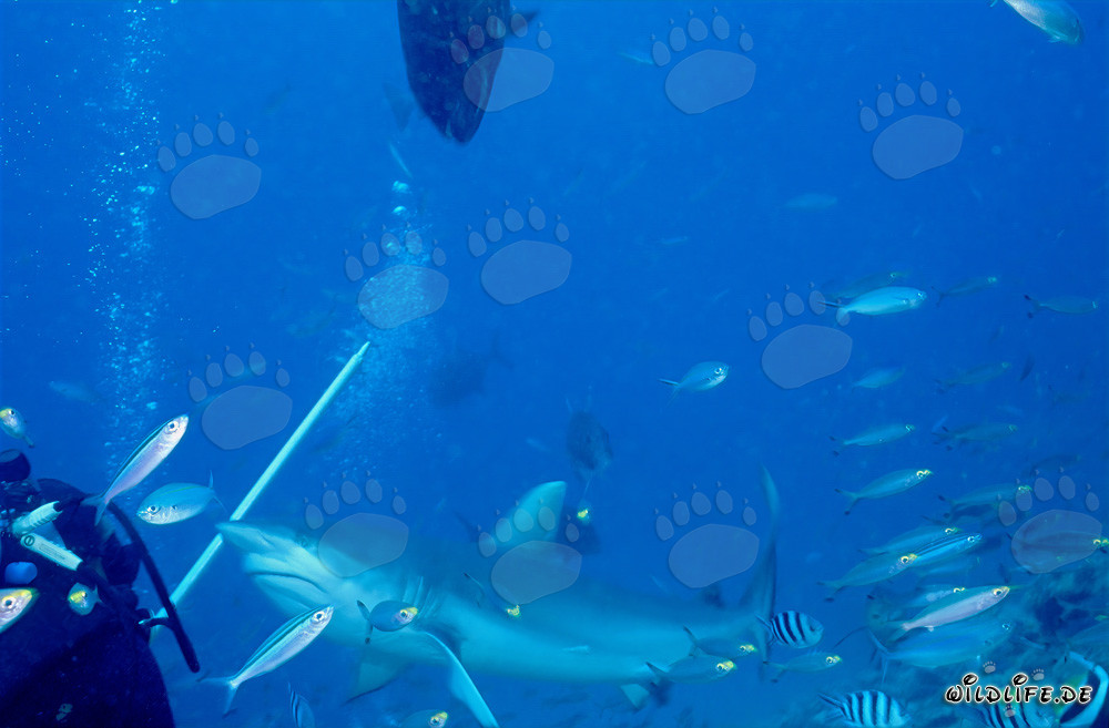 Bullenhai - Majestätischer Meeresjäger in Aktion