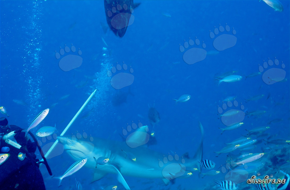 Requin taureau - Chasseur majestueux des mers en action